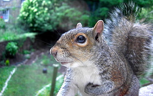 squirrel tilt shift photo