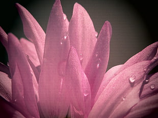 shallow focus photo of pink flower HD wallpaper