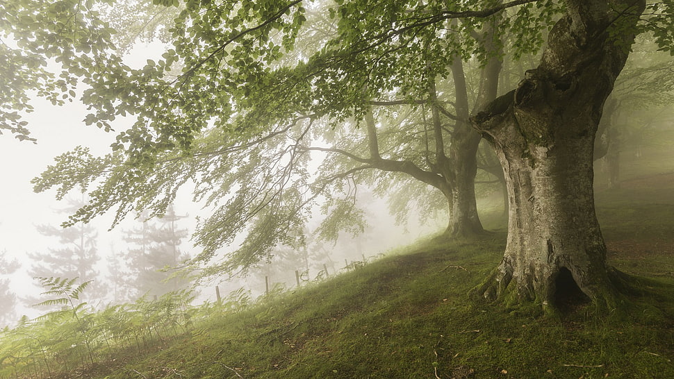 green leafed tree, nature HD wallpaper