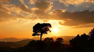 silhouette of tree, landscape, sunlight, sky, trees