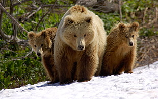 three brown bears, bears, animals, baby animals