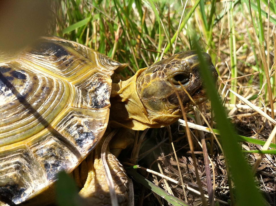 brown turtle on green and brown grasses HD wallpaper