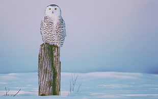 white owl, winter, owl, birds, animals