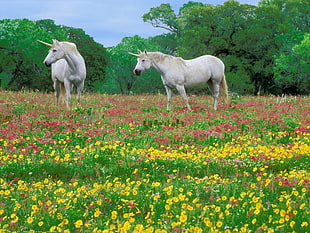 two white unicorn near green trees