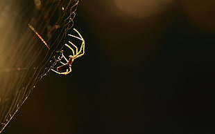 brown spider
