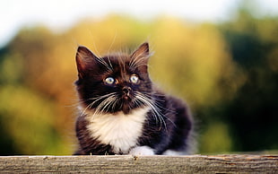black and white tuxedo kitten