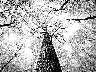black-and-white, branches, tree, high HD wallpaper