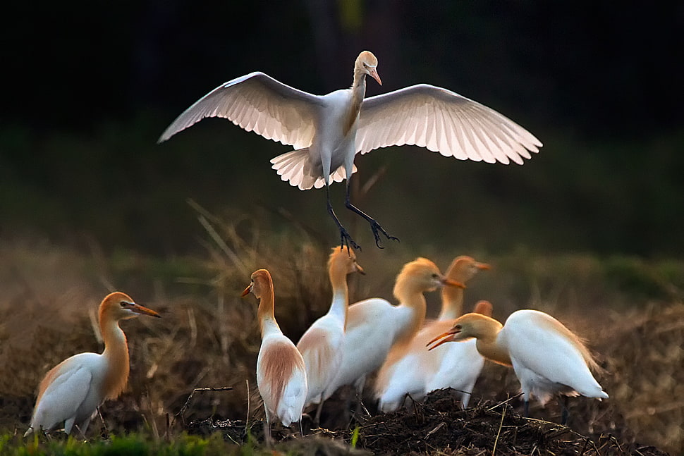 flock of migratory birds on grass HD wallpaper