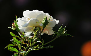 selective focus photography of a white flower in bloom