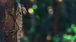brown lizard, landscape, Ultra  HD HD wallpaper