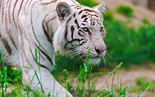 selective focus photography of white tiger