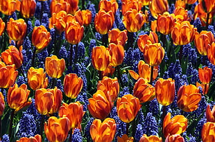 orange Tulip flower field HD wallpaper