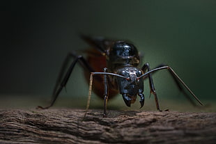 black flying insect, ant, singapore