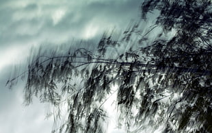 Branch,  Wind,  Movement,  Degradation HD wallpaper