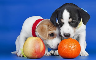 two Toy Fox Terrier puppies with orange fruits photo