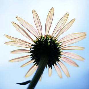 worm's eye view of pink flower, echinacea