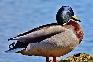 brown mallard duck, Duck, Bird, Beak