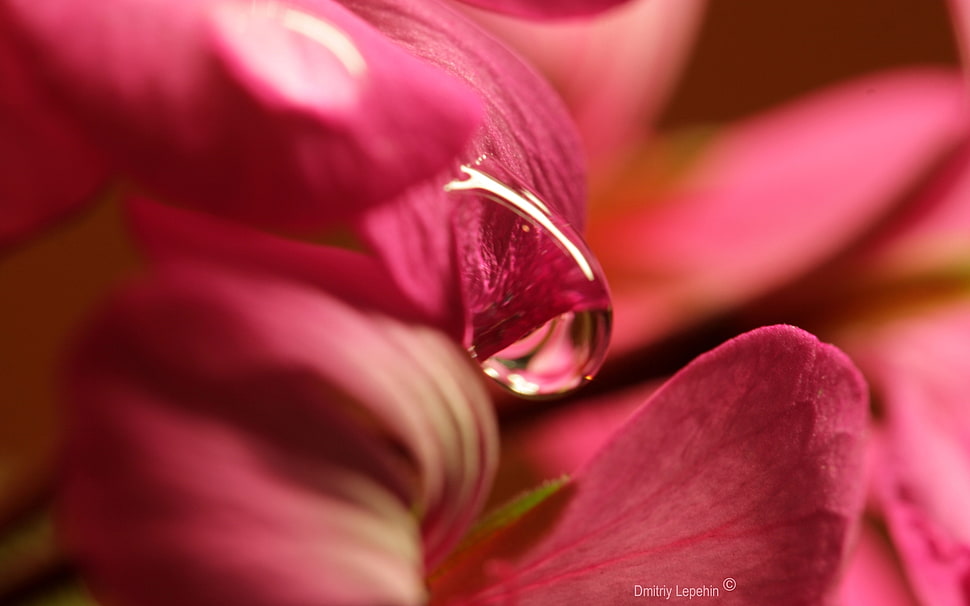 macro shot photo of red flower with water droplet HD wallpaper