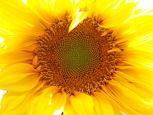 closeup photo of yellow sunflower