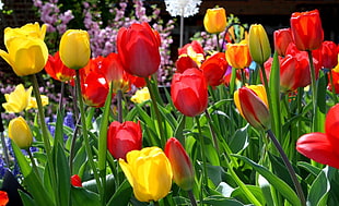yellow and red Tulip flowers HD wallpaper