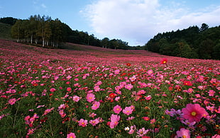 pink cosmos flower field in bloom at daytime
