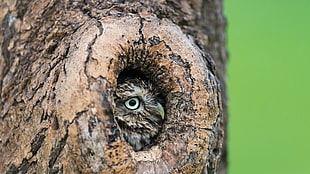 brown and beige owl in tree hole