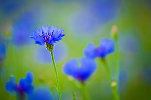 close up focus photo of blue-petaled flower