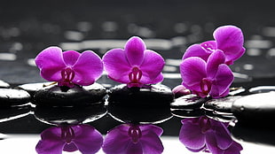 three purple Moth Orchid flower on zen stones with water