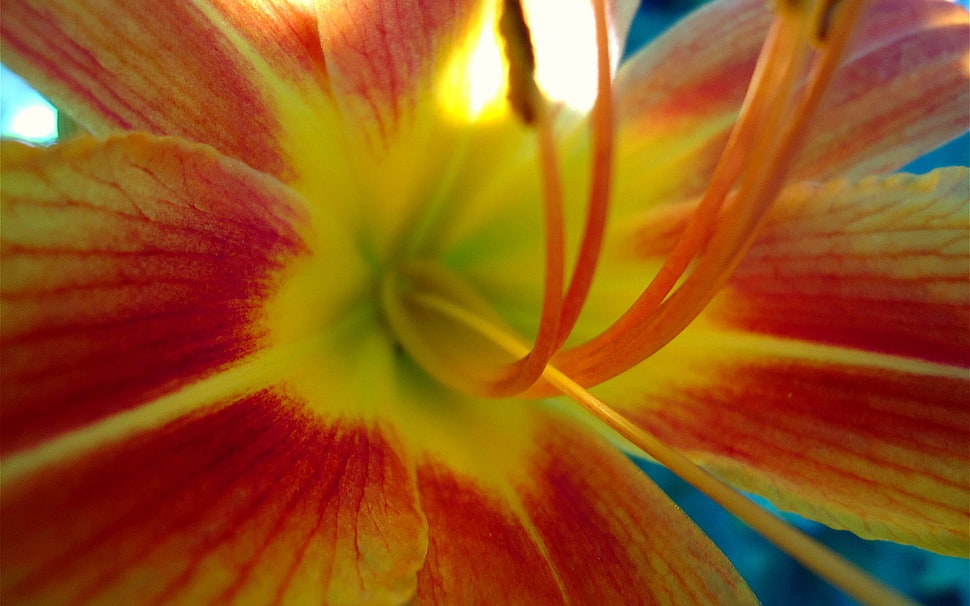 selective focus photography of orange lily flower HD wallpaper