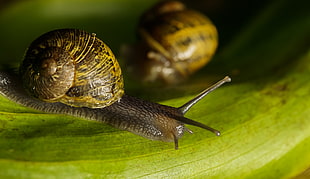 Snails on plant HD wallpaper