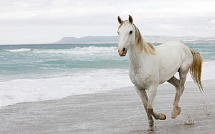 white and tan horse running beside ocean