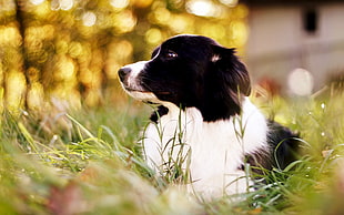 selective focus of black and white Border Collie