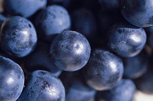 tilt shift lens photography of Blueberry Fruits