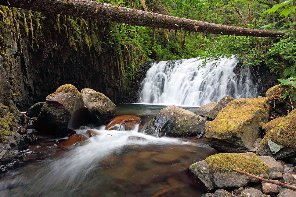 river in forest HD wallpaper