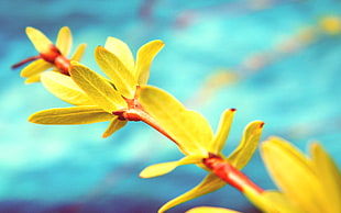 yellow flowers, nature