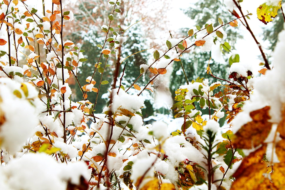 brown dry leaves, Foliage, Winter, Snow HD wallpaper