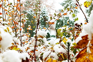 brown dry leaves, Foliage, Winter, Snow HD wallpaper