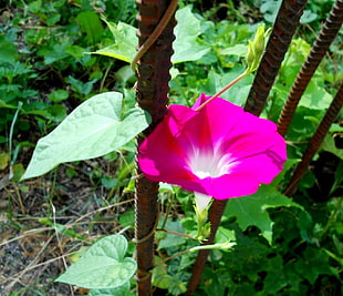 pink Morning Glory flower at daytime