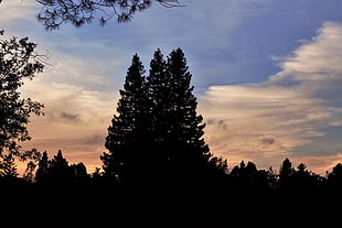 silhouette of trees, Trees, Dark, Sky