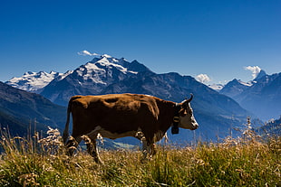 brown cattle with mountain landscape background