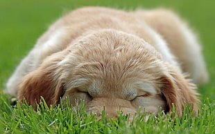 Golden Retriever puppy on green grass during daytime