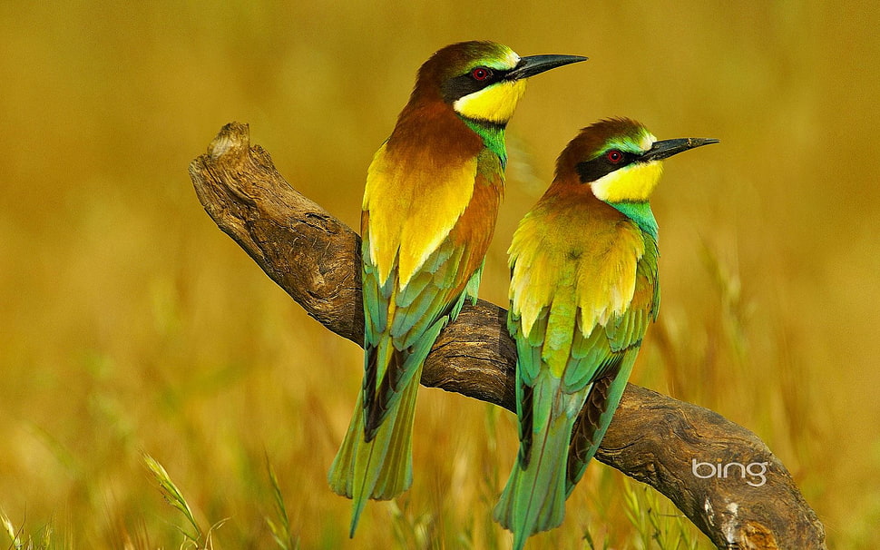 two green-brown-and-yellow long-beaked birds, nature, animals, birds, bee-eaters HD wallpaper