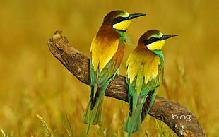 two green-brown-and-yellow long-beaked birds, nature, animals, birds, bee-eaters