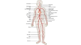 Human Anatomy illustration, anatomy, medicine HD wallpaper