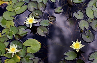 macro photography of yellow water lily flowers