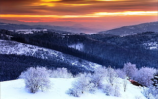 black forest, winter, valley, snow, mountains