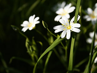 selective focus photography of white petaled flower HD wallpaper