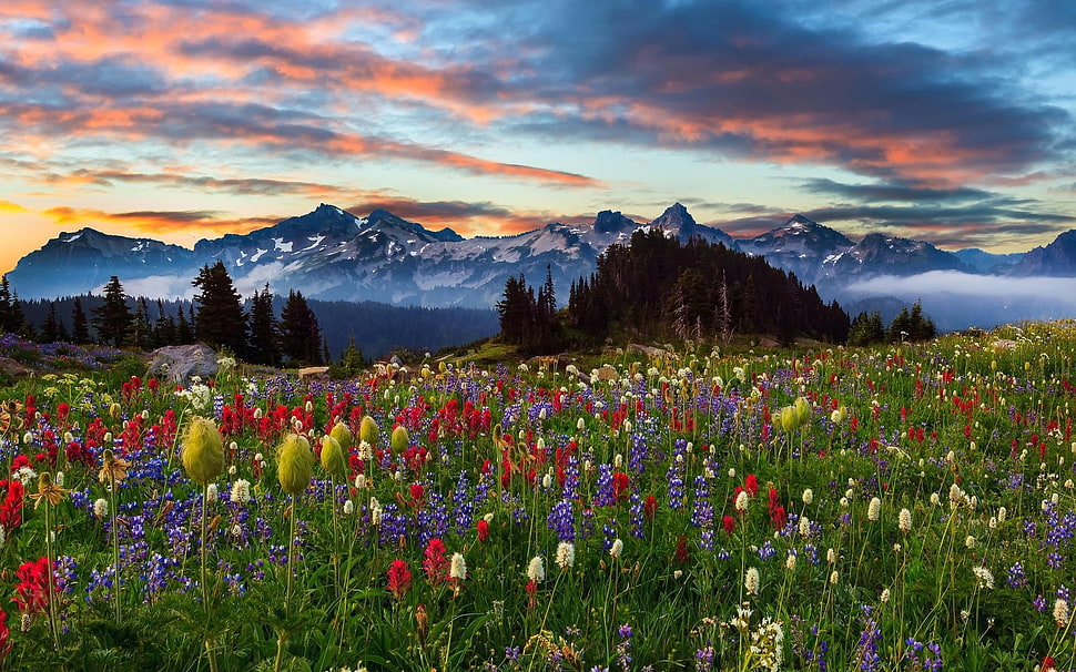 multi-colored flowers, landscape, flowers HD wallpaper