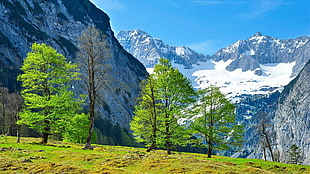green leafed trees, landscape, nature, Alps