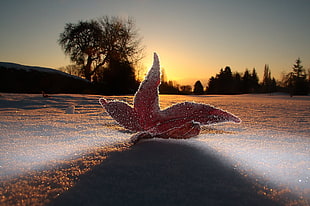 macro shot of red leaf on snowfield